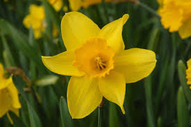 daffodil image for st davids day in wales