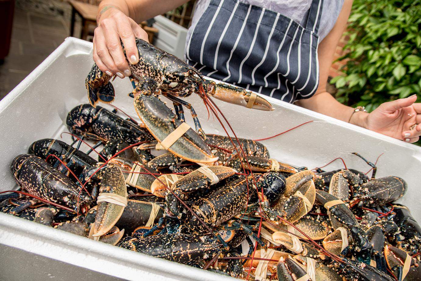 Lobster night - Every Friday